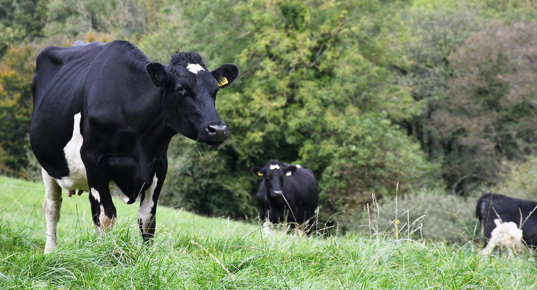 From Farm to Supplement: The Journey of Grass-Fed Beef Collagen