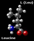 Leucine